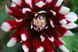 Dalie Dahlia rot weiss