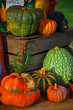 portirons - légumes de saison - automne - halloween portirons - légumes de saison - automne - halloween