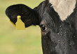 Kuh Close-Up