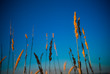 Plants against a clean blue sky