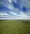summer forest summer forest