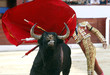 toros