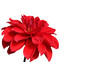 Foto: Dalie - pur Dalie - pur