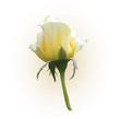 white-orange rose illustration