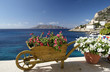Fiori sul mediterraneo Fiori sul mediterraneo