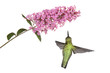 hummingbird floats under a butterfly bush