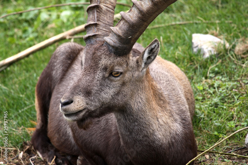 Foto: Alpensteinbock - Capra Ibex Alpensteinbock - Capra Ibex