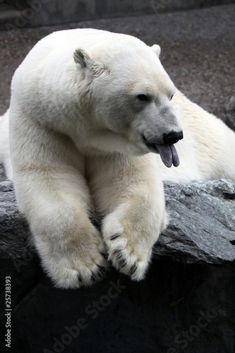 Photo: Polar Bear Polar Bear