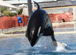 Orka