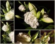 Composition florale Composition florale