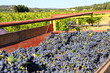 Benne à vendanges
