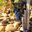 Vigne dans les galets Vigne dans les galets
