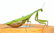 mantis
