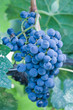 Pinot Noir grapes on the vine Pinot Noir grapes on the vine