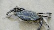 Crab at the beach