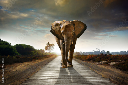 Fototapeta Walking Elephant