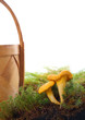 chanterelle 2 chanterelle 2