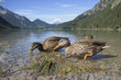 Enten am Bergsee