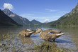 Ein Paradies für Enten
