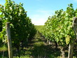 Vignes Vignes