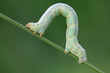geometrid - a kind of insects geometrid - a kind of insects