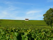 Vignoble Arboisien Vignoble Arboisien
