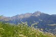 Bergwiese Alpen