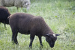 Das schwarze Schaf