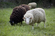 Das schwarze Schaf