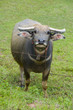 watterbuffalo in thailand