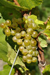 Vignoble Champenois