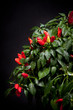 Colorful paprika chilly tree