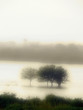 Tree in water during rainy season, India