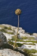 lampedusa scogliera nord