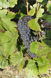 Vignoble Champenois