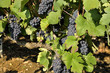 Vignoble Champenois
