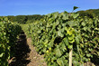 Vignoble Champenois