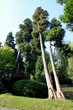 Ogród japoński