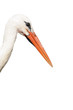 Head of white stork isolated on white