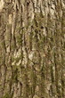 oak