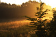 morgennebel