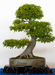 Dreispitzahorn als Bonsai