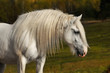 white horse in autumn