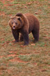 Brown bear