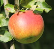 Pomme