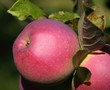 Pomme