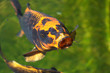 Carp