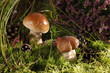 Photo: Mushrooms Mushrooms