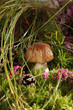 Photo: Mushrooms Mushrooms