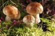 Mushrooms